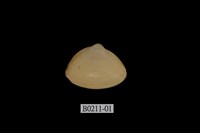 藏品(呂宋馬蛤蜊)的圖片